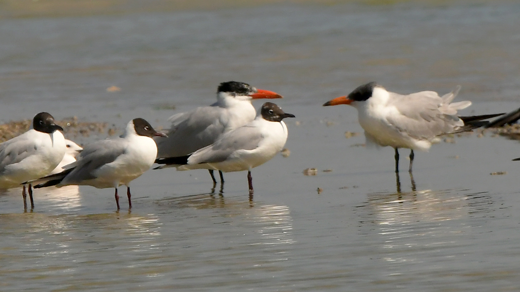 Caspian Tern